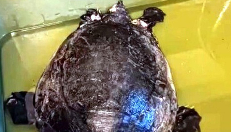 Dalyan'da yaralı caretta caretta bulundu