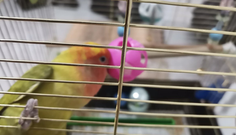 Gagasına top sıkışan papağanın imdadına yetiştiler