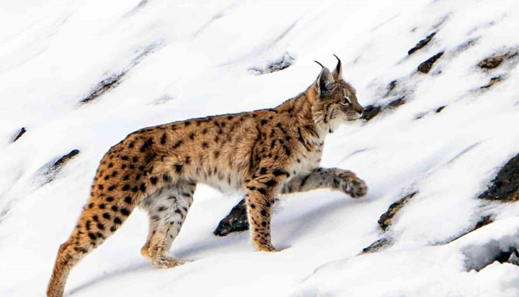 Nesli tükenme tehlikesi altında... Köye inip, yiyecek aradığı anlar görüntülendi