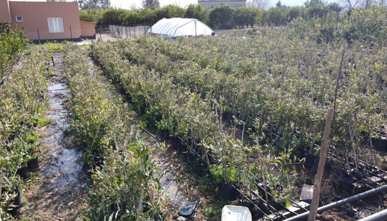 Sibirya soğukları Adana'da çiftçiyi vurdu! 15 bin fidan kuruma tehlikesi karşı karşıya