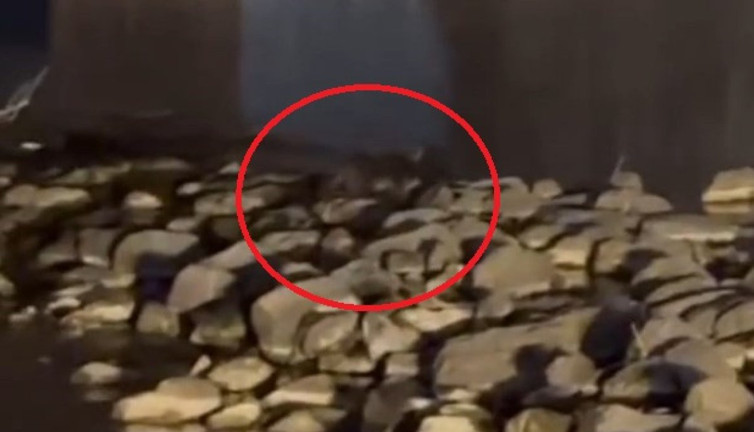 Nesli tükenmekte olan 3 su samuru kameraya yakalandı