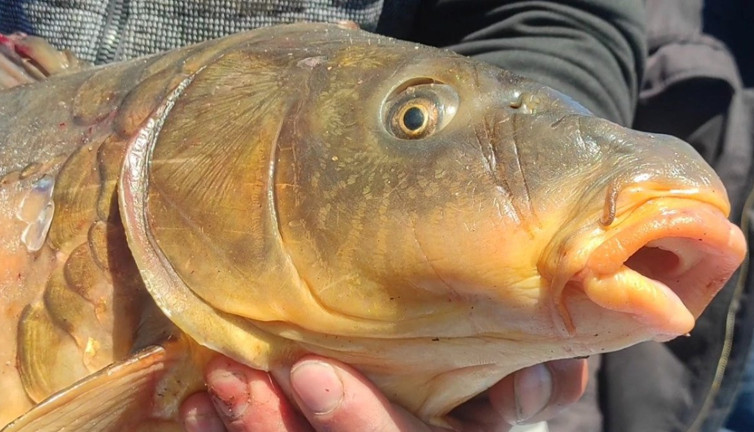 Barajda dev sazan yakalandı