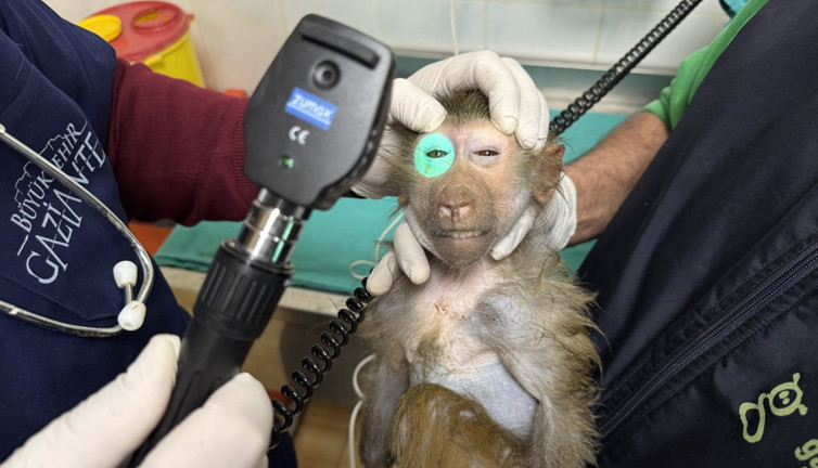 Elazığ'da bulunan yavru babun Gaziantep'te tedavi edildi