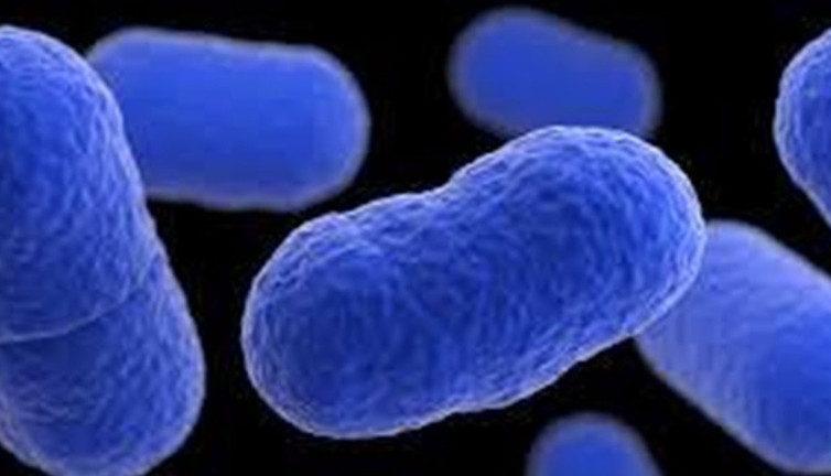 Çinli araştırmacılar, Antarktika'da 6 yeni bakteri cinsi keşfetti