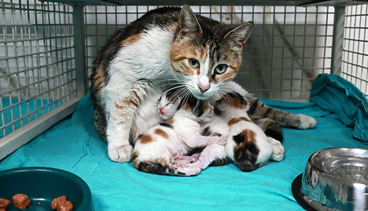 Camiden atılan anne ve yavru kediler korumaya alındı