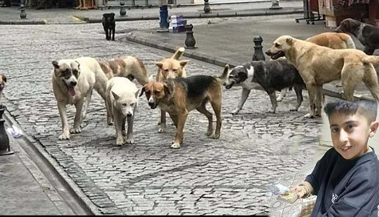 Bu Kez adres Erzurum! Bu teröre kim dur diyecek: Sokak köpekleri sürü halinde çocuğu parçaladı