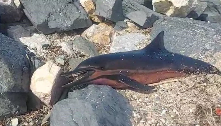 Karaburun sahilinde kıyıya ölü yunus vurdu