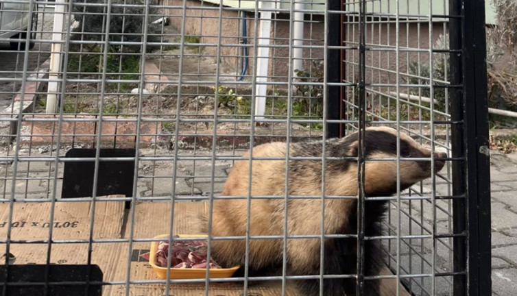 Tuzağa yakalanan porsuk kurtarıldı