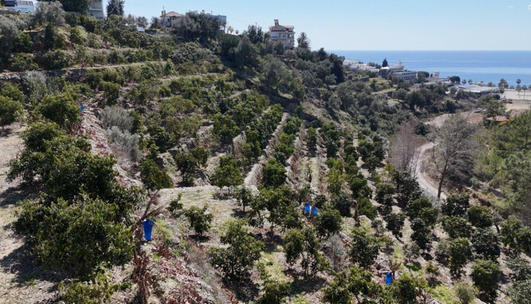 Kemikleri demir gibi yapıyor vücuttaki iltihabı söküp atıyor. Diyanet "Yiyin" diye fetva vermişti