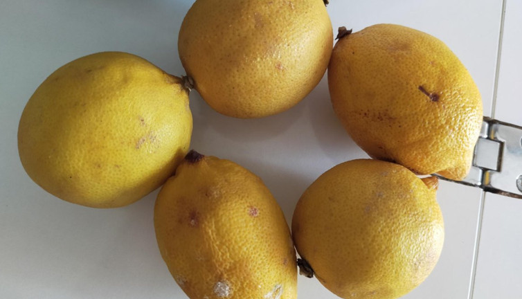 Taze limonların sırları! Artık çürümeyecek
