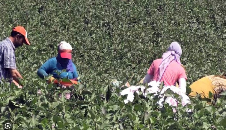 Sinirleri yatıştırıyor bağırsakları motor gibi çalıştırıyor. Sofralarınızın baş tacı olacak