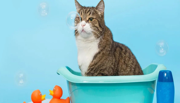 Kediler yıkanır mı? İşin uzmanları anlatıyor