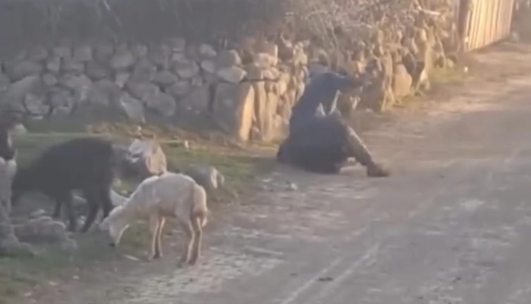 Hayvana eziyet ediyordu! Soruşturma başlatıldı
