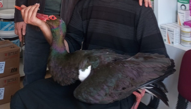 Kara leylek göç yolu üzerinde yaralı bulundu! Nesli tükenme tehlikesi altında...