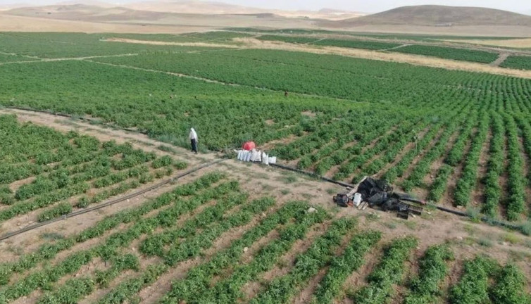 Mucize sebze iltihabın kökünü söküyor. Türk mutfağının vazgeçilmezi