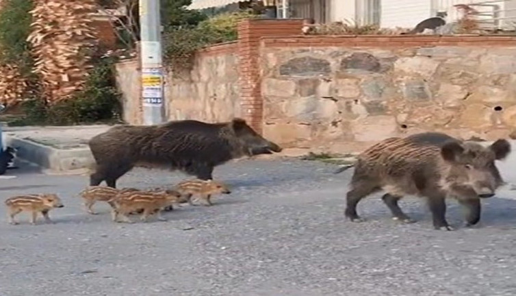 Yiyecek aramaya çıkmışlardı! Domuz sürüsünün rahatlığı şaşırttı