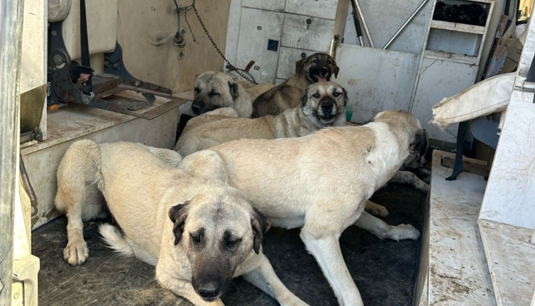 Adıyaman Kahta’da başıboş sokak köpekleri toplanıyor