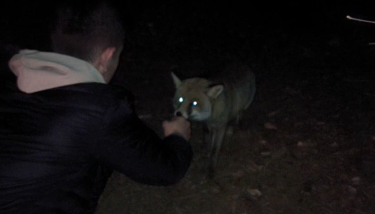 Bolu’da iftar sofrasında sürpriz ziyaretçi: Tilkiyi elleriyle besledi