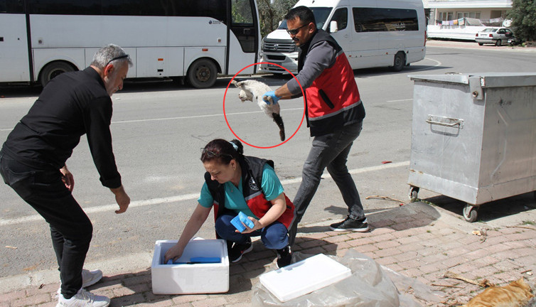 Serik’te sokak kedisi katliamı! Çok sayıda kedi öldürülmüş