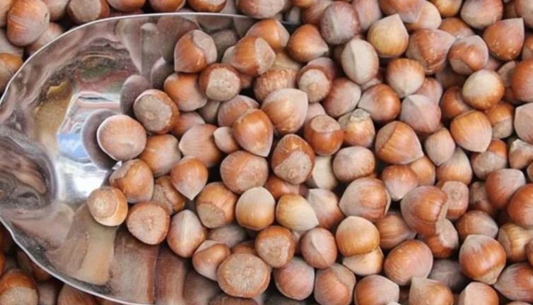 Giresun'da fındık fiyatı yükselişe geçti! 132-140 liradan işlem görüyor