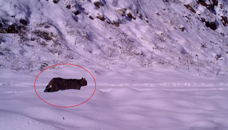 Yaban kedisi Bursa'da fotokapana yakalandı! Nesli azalan hayvanlar arasında