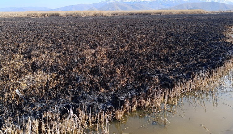 Kuş cenneti Sultan Sazlığı tadilat bekliyor