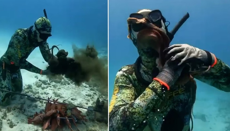 Derin sularda kabus: Ahtapot saldırısı saniye saniye görüntülendi