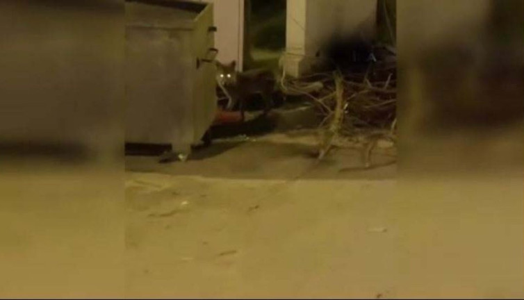 Aç kalan tilki şehir merkezine indi!