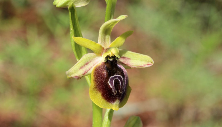 Bu çiçeği koparan yandı! Cezası yarım milyondan fazla