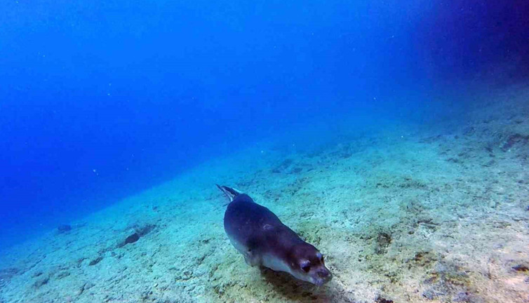 Akdeniz keşiş foku! Muğla'da mağarada doğdu