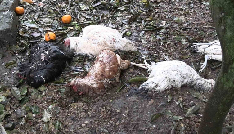 Sokak köpekleri vahşeti! Kümeste katliam yaptılar