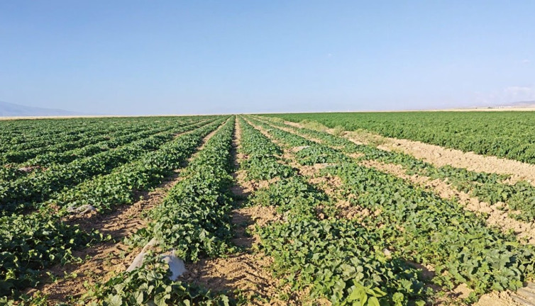 Çiftçi "Olmaz" denileni yaptı paraya para demiyor. Romatizma ağrılarını hafifletiyor