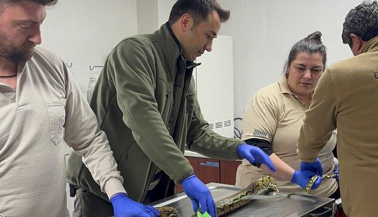 Yolcu otobüsünde piton yakalandı