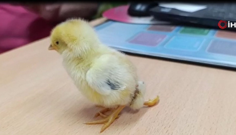 30 yıllık veteriner ilk defa gördü