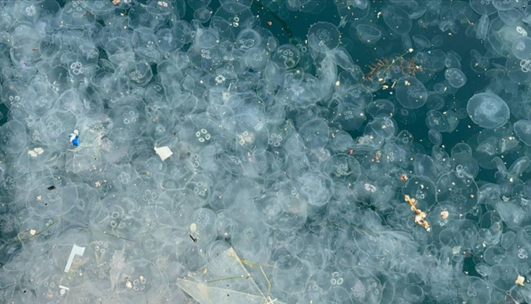 İstanbul kıyılarında denizanalarıyla kaplandı