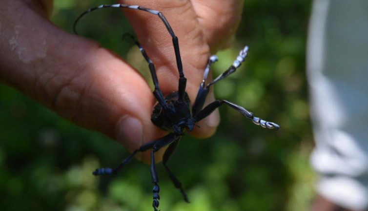 Fındığın kanseri için iyi haberler gelmeye başladı! Son evrelerini yaşıyor