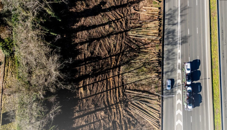 Bisiklet yolu için yüzlerce ağaç kesildi: Halk isyan etti
