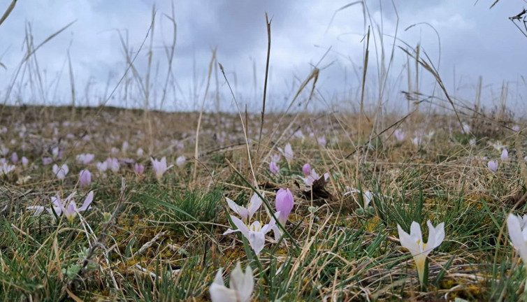 Baharın habercisi açtı