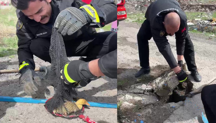 Sivas’ta ördek kurtarma operasyonu