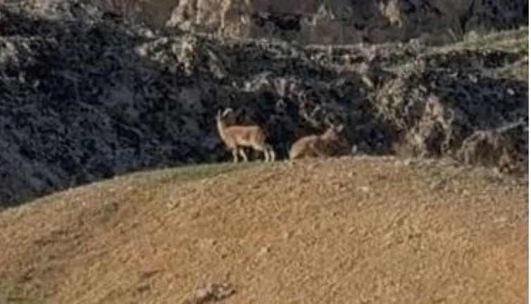 Bu keçiyi vurana rekor ceza