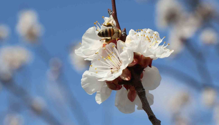 Bal arıları çiçeklerle buluştu