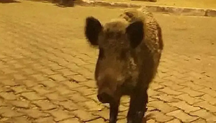 Yaban domuzları kent merkezinde! Araçların arasında dolaştı