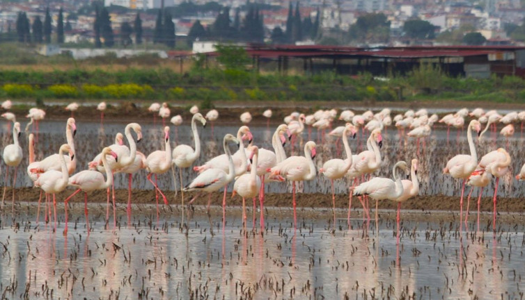 Söke’de doğa harikası: Flamingolar tarlalarda