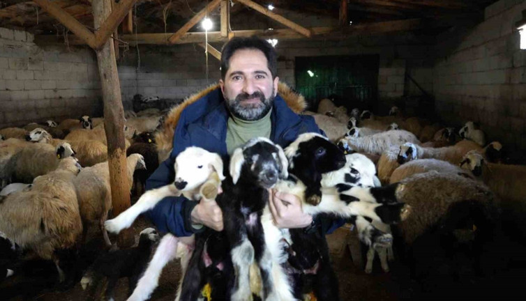 Bayburt'ta besiciler oğlak ve kuzuları büyütme telaşında
