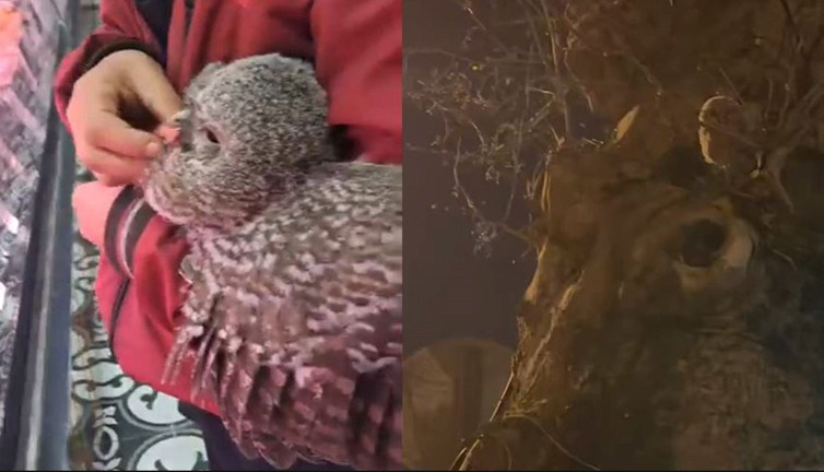 İnegöl'de yürekleri ısıtan hareket! Yuvasından düşen baykuşu kasaba götürdüler!