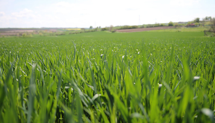 Edirne'de etkili olan yağışlar buğdayda verim beklentisini yükseltti