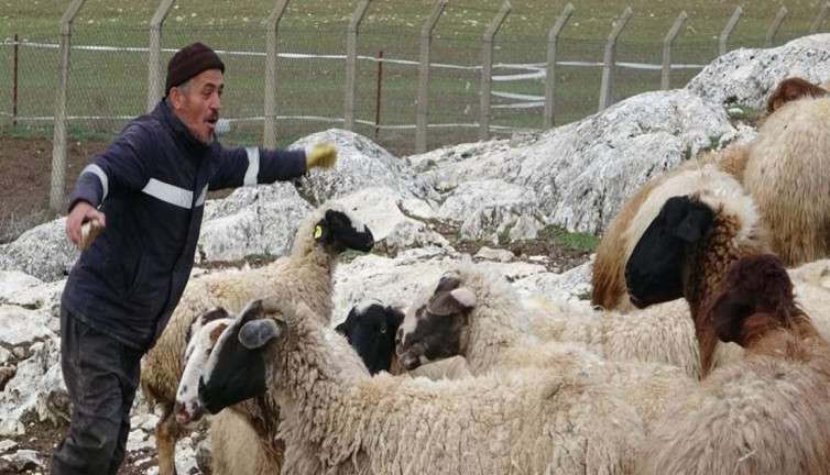 Çobanların korkulu rüyası oldular