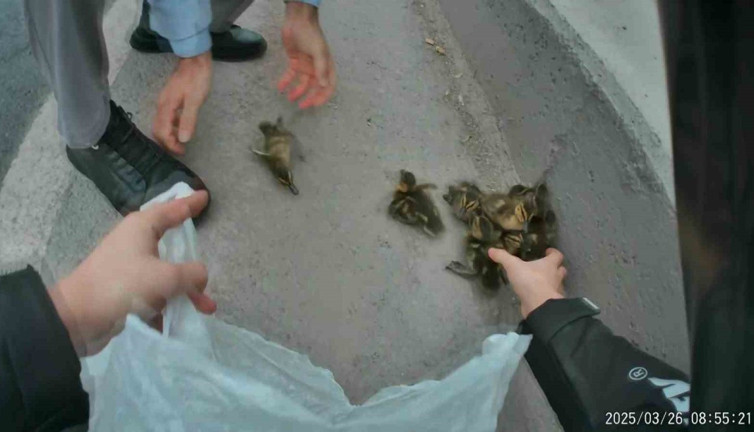 Sürücüler zor anlar yaşadı! Yavru ördekler trafiği bir birine kattı