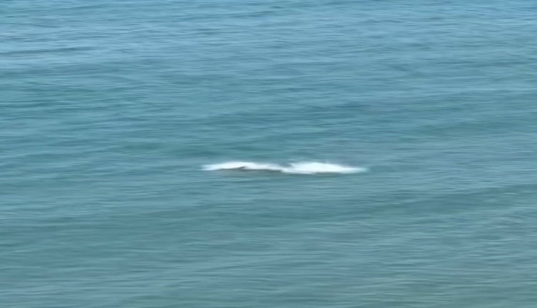 İzleyenler gözlerini alamadı... Yunus balıklarından görsel şölen!