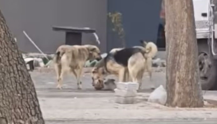 Sahipsiz köpekler kediyi parçaladı, vatandaş isyan etti!